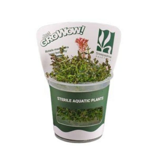 Rotala macrandra  'mini butterfly' - Growow Tc plant