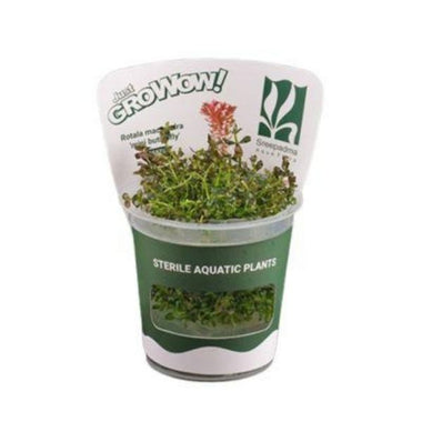 Rotala macrandra  'mini butterfly' - Growow Tc plant