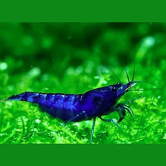 Dream Blue Shrimp