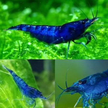Dream Blue Shrimp