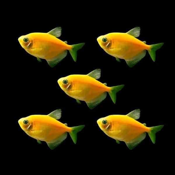 Yellow Widow Tetra