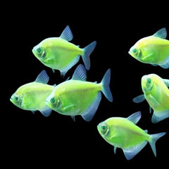 Green Glowing Widow Tetra