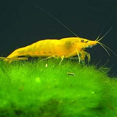 Pumpkin Yellow Shrimp