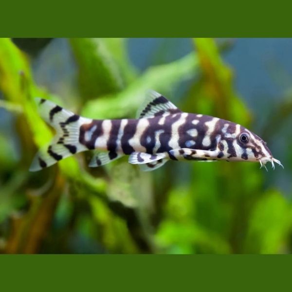 YOYO LOACH 6cm