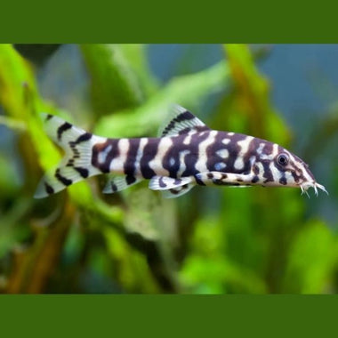 YOYO LOACH 6cm