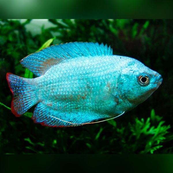 Gourami