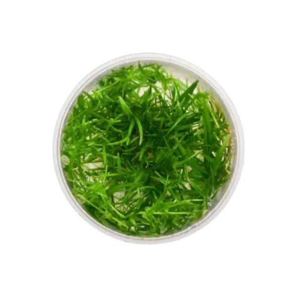 Helanthium tenellum 'Micro' - Growow Tc Plant