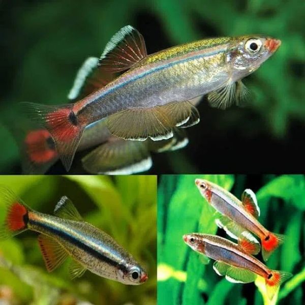 White Cloud Mountain Minnow