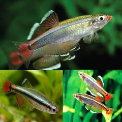 White Cloud Mountain Minnow