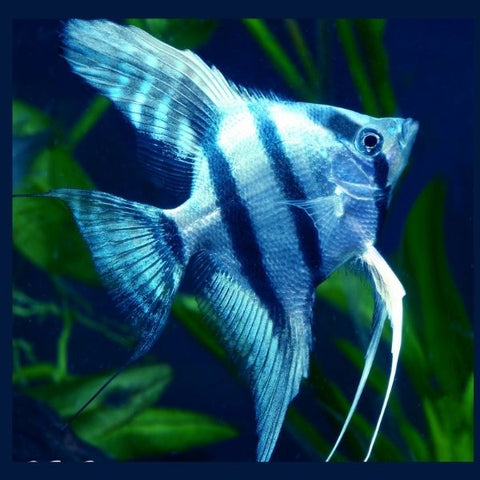 BLUE ANGEL FISH 5cm