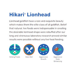 Hikari Lionhead