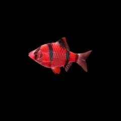 Red Tiger Barb