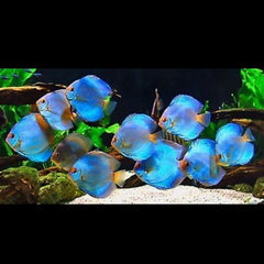 Blue Diamond Discus