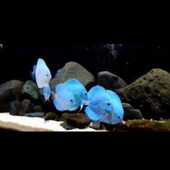 Blue Diamond Discus