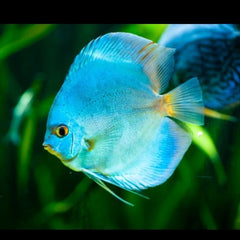 Blue Diamond Discus