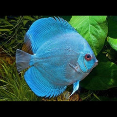 Blue Diamond Discus