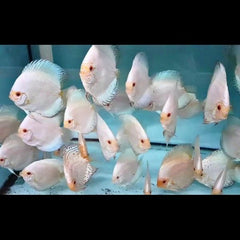 White Butterfly Red Discus