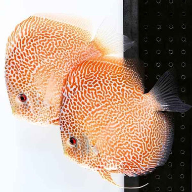 Spider Leopard Discus