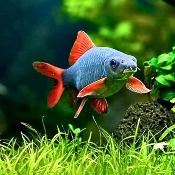 Black Rainbow Shark