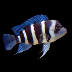 Frontosa Cichlid 4cm