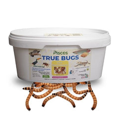 Pisces True Bugs – Live Superworms