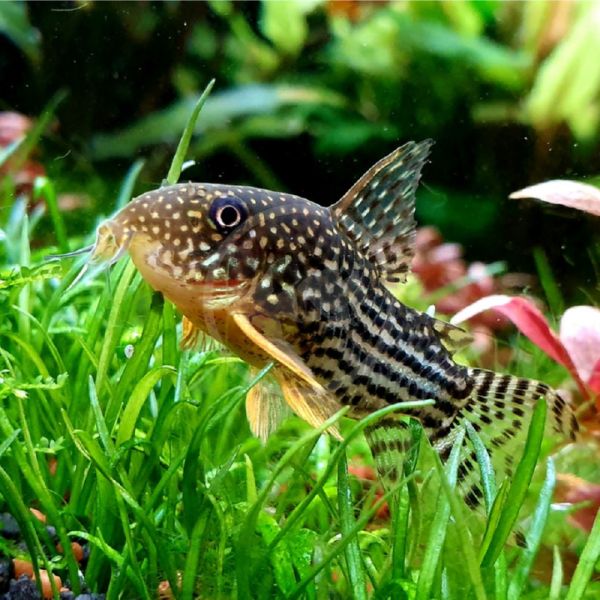 Corydoras sterbai