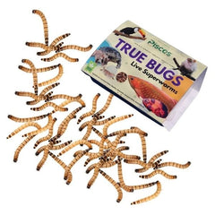 Pisces True Bugs – Live Superworms