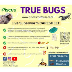 Pisces True Bugs – Live Superworms
