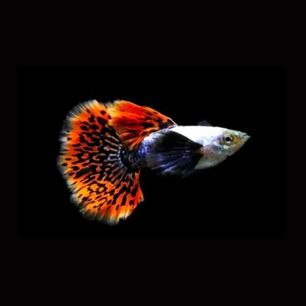 Guppy
