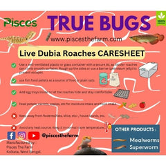 Pisces True Bugs – Live Dubia Roaches
