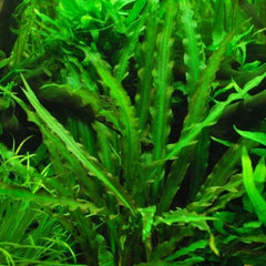 Cryptocoryne Spiralis Green