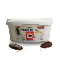 Pisces True Bugs – Live Dubia Roaches