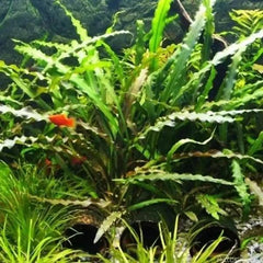Cryptocoryne Spiralis Green