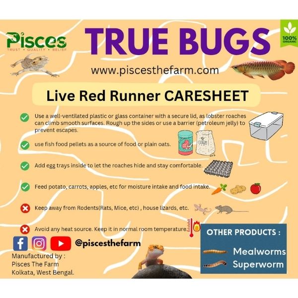 Pisces True Bugs – Live Red Runner