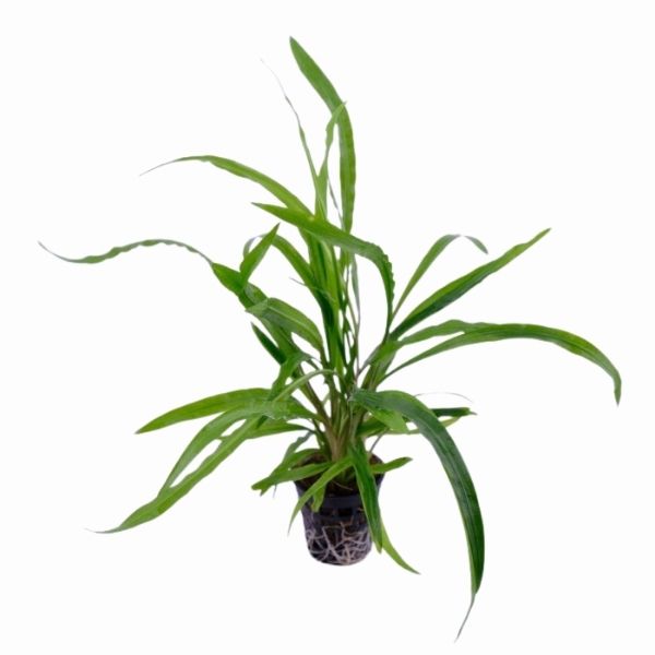 Cryptocoryne Spiralis Green