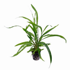 Cryptocoryne Spiralis Green