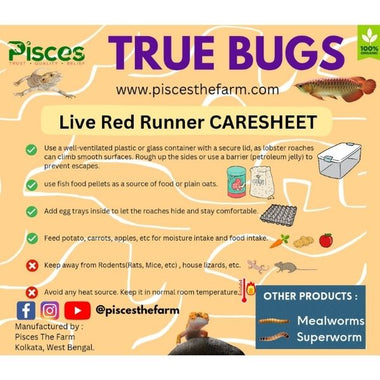 Pisces True Bugs – Live Red Runner