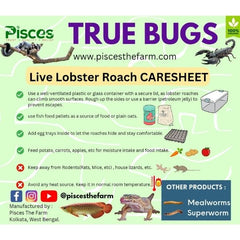 Pisces True Bugs – Live Lobster Roach