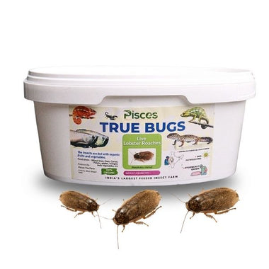Pisces True Bugs – Live Lobster Roach