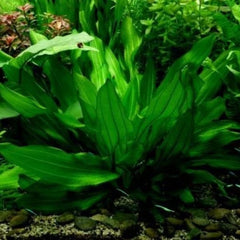 Echinodorus Argentinensis