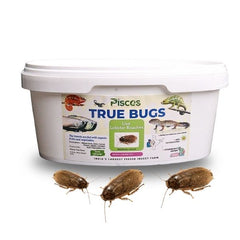 Pisces True Bugs – Live Lobster Roach
