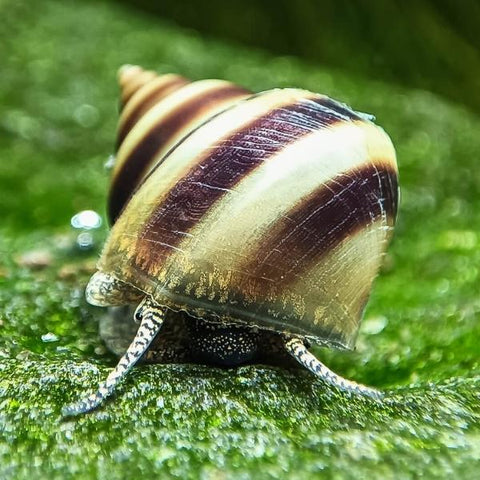 Piano Snails