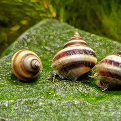 Piano Snails