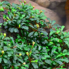 Bucephalandra ‘Pygmy’ TC Growow