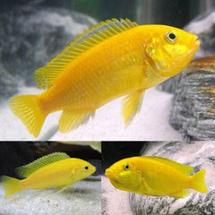 Banana Cichlid  8cm