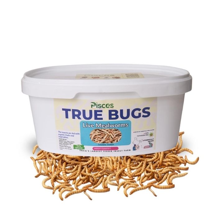 Pisces True Bugs – Live Mealworms