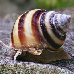 Piano Snails