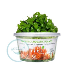 Tici - Staurogyne Repens