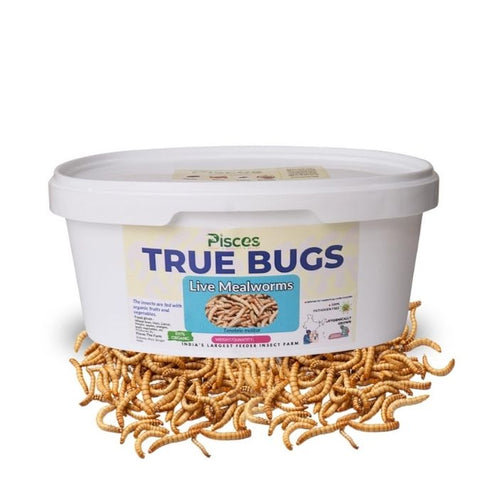 Pisces True Bugs – Live Mealworms