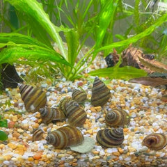 Piano Snails